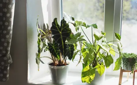 Las 5 plantas que no hay que tener en casa, según el feng shui Las 5 plantas que no hay que tener en casa, según el feng shui