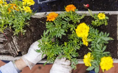 5 plantas fáciles de cuidar ideales para canteros 5 plantas fáciles de cuidar ideales para canteros