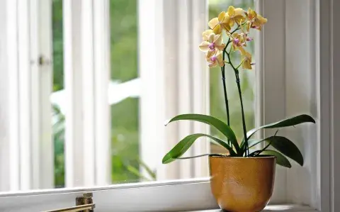 Flores de invierno: consejos para cuidar las plantas del frío Flores de invierno: consejos para cuidar las plantas del frío