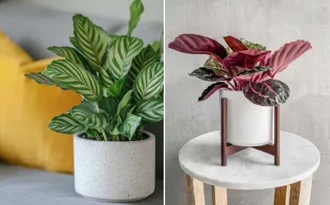 Plantas de interior fáciles de cuidar con flores ideales para espacios chicos Plantas de interior fáciles de cuidar con flores ideales para espacios chicos