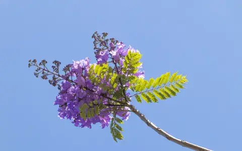 3 árboles que nunca deberías plantar en tu jardín 3 árboles que nunca deberías plantar en tu jardín