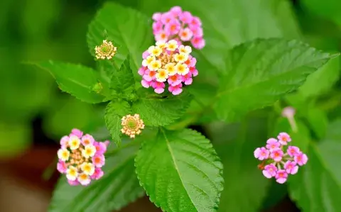 Esta es la flor que cambia de color en invierno y resiste el frío Esta es la flor que cambia de color en invierno y resiste el frío