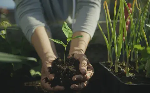 30 semillas que podés plantar ahora para tener flores y frutos en septiembre 30 semillas que podés plantar ahora para tener flores y frutos en septiembre