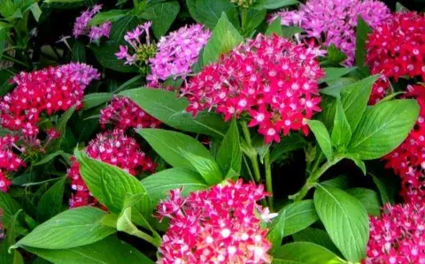Para no renunciar nunca al color: 5 plantas que dan flores todo el año