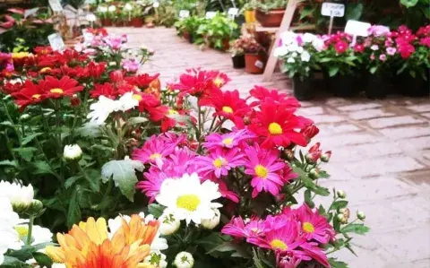 La guía imperdible para comprar plantas de interior en CABA a precios accesibles La guía imperdible para comprar plantas de interior en CABA a precios accesibles