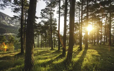 Día del árbol en la Argentina: ¿por qué se celebra hoy? Día del árbol en la Argentina: ¿por qué se celebra hoy?