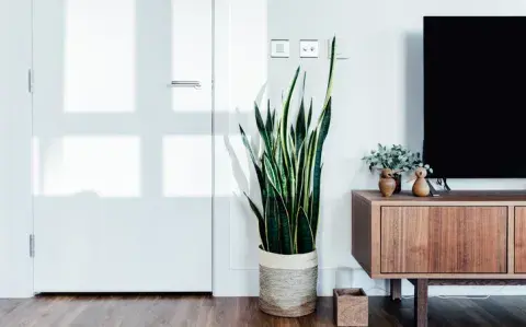 Una experta explicó por qué es importante tener una lengua de suegra Una experta explicó por qué es importante tener una lengua de suegra