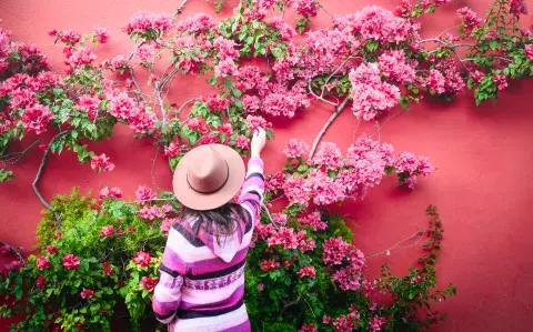 Santa Rita: la planta que enamora patios y balcones vuelve con fuerza