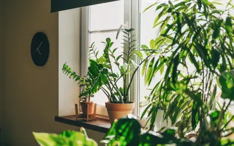 Sin luz en invierno: estas plantas de interior casi no necesitan cuidados Sin luz en invierno: estas plantas de interior casi no necesitan cuidados