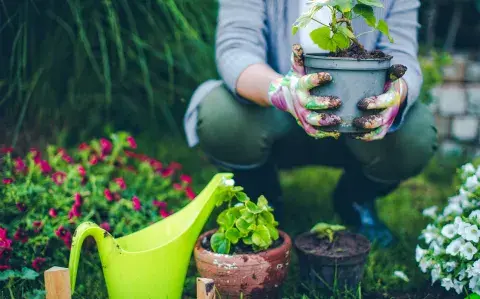 Prepará el jardín: 8 ideas para plantar ahora y disfrutar todo el verano