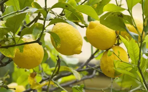 Qué hacer en primavera para que el limonero dé más frutos: la técnica paso a paso