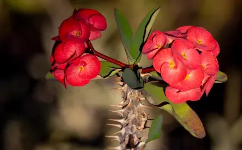 Según el feng shui, este es el lugar para la corona de Cristo y la paz en casa