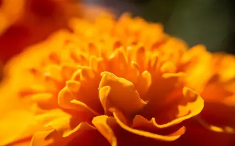 ¡Luz y color! Estas son las flores amarillas que harán brillar tu balcón ¡Luz y color! Estas son las flores amarillas que harán brillar tu balcón