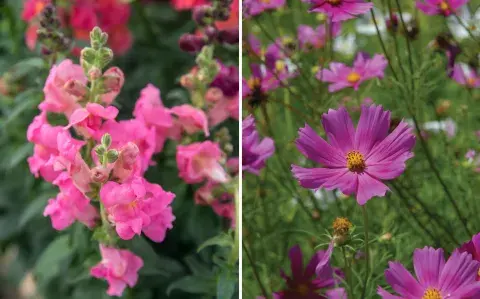 Día de la Madre en Argentina: 4 plantas ideales para regalarle en su día Día de la Madre en Argentina: 4 plantas ideales para regalarle en su día