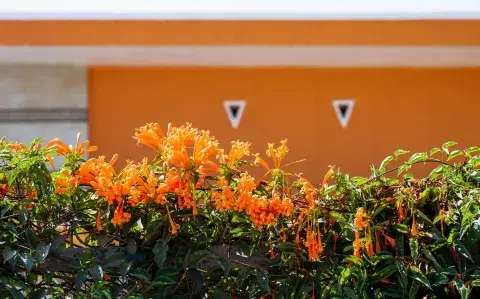 Conocé cómo darle un toque cálido a tu balcón con flores naranjas