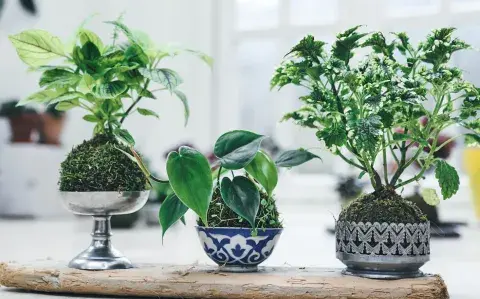 Jardines en miniatura: la tendencia verde que transforma balcones y rincones Jardines en miniatura: la tendencia verde que transforma balcones y rincones