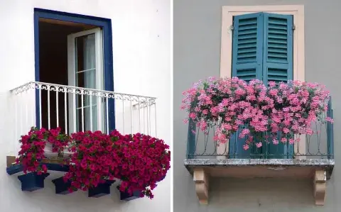 5 plantas que podés sembrar en tu balcón para tener un jardín colorido en verano 5 plantas que podés sembrar en tu balcón para tener un jardín colorido en verano