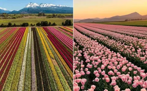 Campo de tulipanes de Trevelin: cómo llegar y disfrutar de esta belleza natural