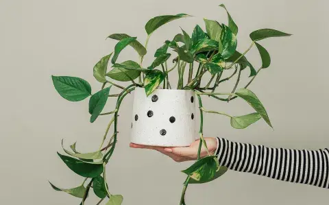 Esto es clave para que tu potus se vea más frondoso y saludable