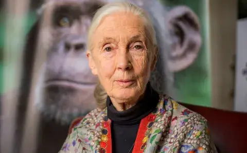 Murió Jane Goodall, la ambientalista que nos enseñó a amar a los chimpancés
