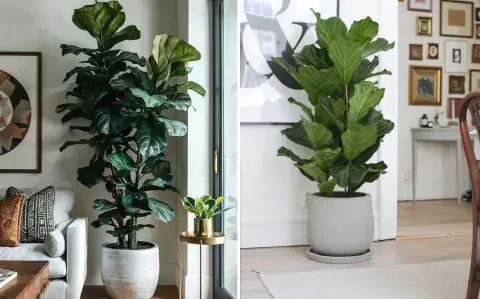Adiós al ficus pandurata: la planta de interiores que será tendencia en 2026 