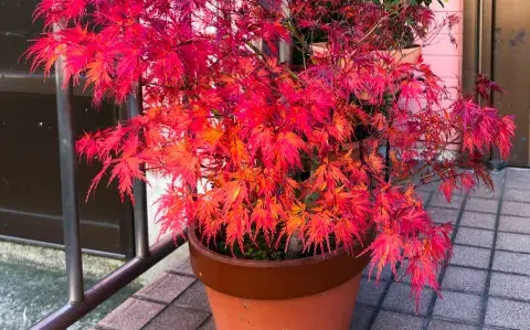El árbol perfecto para sumar color a balcones y terrazas de pocos metros
