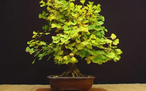 El árbol perfecto para sumar sombra a balcones y terrazas de pocos metros El árbol perfecto para sumar sombra a balcones y terrazas de pocos metros