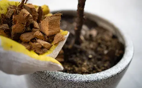 Por qué los jardineros usan corchos para hidratar y proteger las plantas Por qué los jardineros usan corchos para hidratar y proteger las plantas