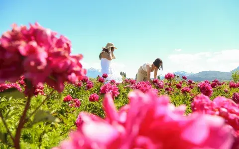 cultivo de peonias en Patagonia.