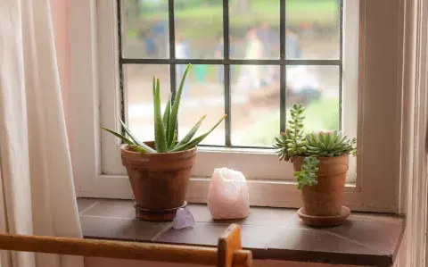 Por qué conviene tener una planta de aloe vera en la puerta de casa según el Feng Shui