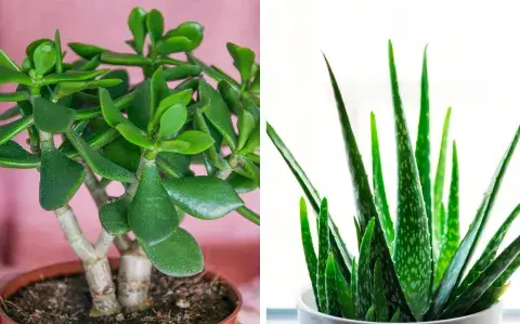 Ni lengua de suegra ni árbol de jade: la suculenta tendencia en Navidad 2025