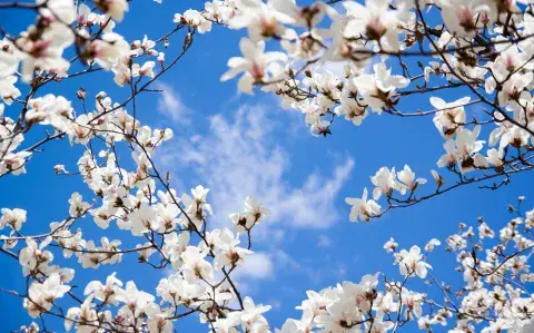 El árbol perfecto para tener un patio perfumado en verano