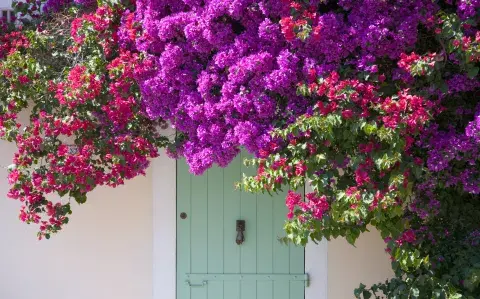 3 plantas trepadoras ideales para decorar y proteger tu patio o balcón 3 plantas trepadoras ideales para decorar y proteger tu patio o balcón