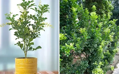 El árbol que es ideal para maceta y que llena tu casa de rico aroma El árbol que es ideal para maceta y que llena tu casa de rico aroma