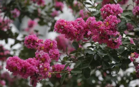 El árbol perfecto para dar media sombra y color en patios pequeños