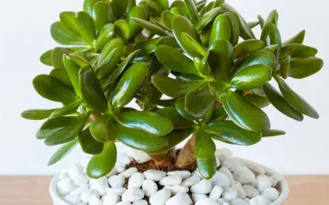 Este es el árbol que da la fortuna y crece en maceta: ¿por qué se recomienda? Este es el árbol que da la fortuna y crece en maceta: ¿por qué se recomienda?