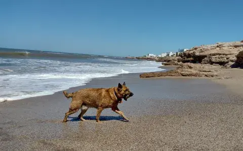4 playas pet friendly de la Costa Atlántica argentina para disfrutar
