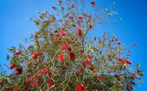 El árbol que resiste viento de altura y se adapta al balcón