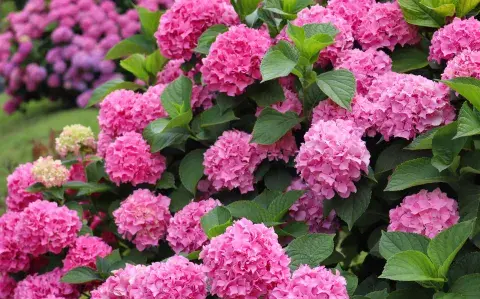 Dónde colocar la hortensia para atraer comprensión y serenidad