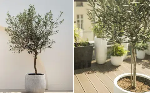 El árbol mini que da sombra sin ocupar espacio en tu balcón El árbol mini que da sombra sin ocupar espacio en tu balcón