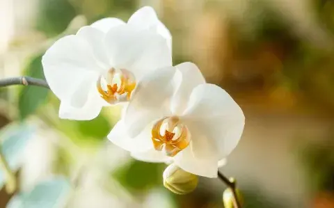 Estas son las flores y plantas que llenan tu hogar de buena energía Estas son las flores y plantas que llenan tu hogar de buena energía