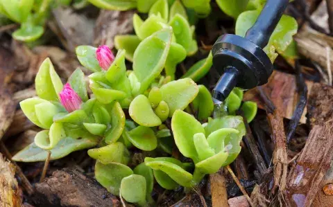 Riego por goteo: la forma inteligente de cuidar tu jardín y el agua