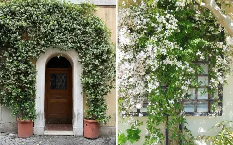 El arbusto que perfuma todo el día y casi no necesita mantenimiento
