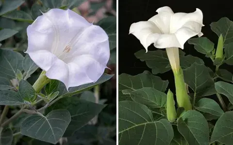 Esta es la planta trepadora ideal para macetas que perfuma tu jardín Esta es la planta trepadora ideal para macetas que perfuma tu jardín