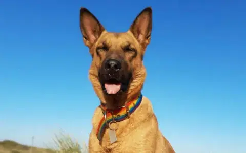 Alerta roja por ola de calor en Buenos Aires: consejos para cuidar a tus mascotas Alerta roja por ola de calor en Buenos Aires: consejos para cuidar a tus mascotas