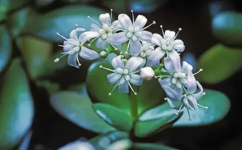 Árbol de jade: qué significa que florezca, según el Feng Shui