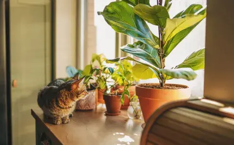5 plantas de interior que ayudan a mejorar el estado de ánimo