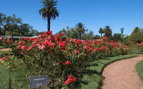 Del más famoso al más oculto: los tres rosedales porteños para visitar en enero Del más famoso al más oculto: los tres rosedales porteños para visitar en enero