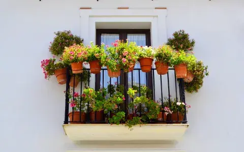 Balcón a pleno sol: 5 plantas resistentes que crecen con muchas horas de luz