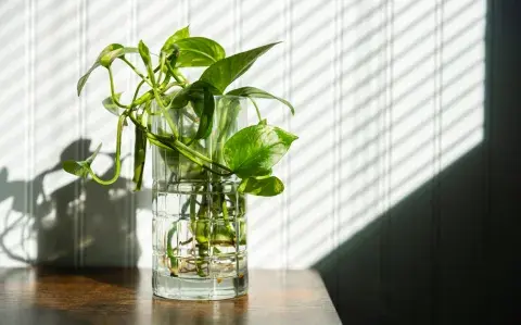 El potus, el bambú de la suerte y la planta cinta son opciones accesibles y decorativas que permiten sumar naturaleza al hogar sin complicaciones.